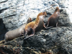 Sea lions