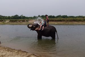 elephant bathing