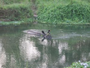 bathing rhino