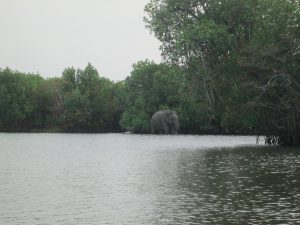 Lagoon elephant