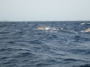 Trinco dolphins