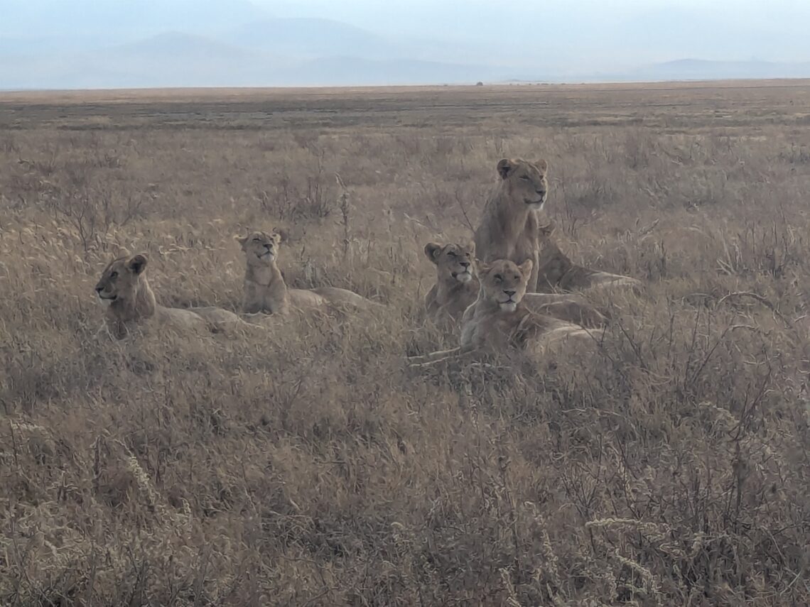 Lions in morning